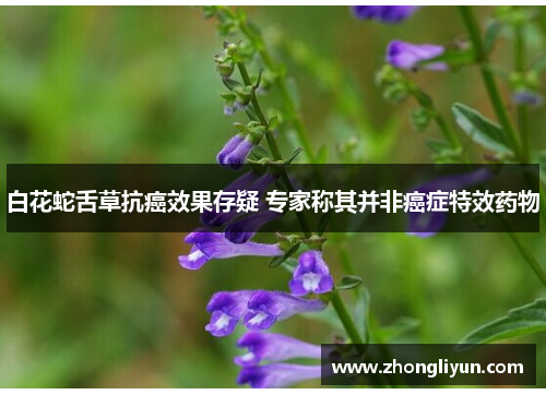 白花蛇舌草抗癌效果存疑 专家称其并非癌症特效药物 白花蛇舌草抗癌效果存疑 专家称其并非癌症特效药物