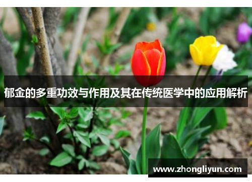 郁金的多重功效与作用及其在传统医学中的应用解析