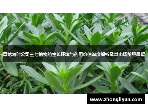 尊龙凯时公司三七植物的生长环境与药用价值深度解析及其市场前景展望 尊龙凯时公司三七植物的生长环境与药用价值深度解析及其市场前景展望