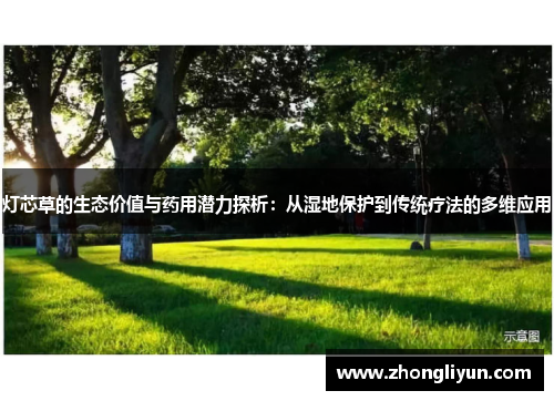 灯芯草的生态价值与药用潜力探析:从湿地保护到传统疗法的多维应用 灯芯草的生态价值与药用潜力探析:从湿地保护到传统疗法的多维应用